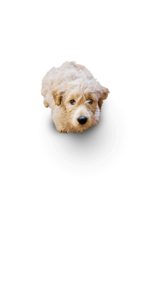 Don’t let your dog be a victim of potentially deadly heartworm disease.