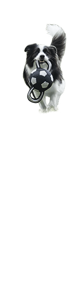 NexGard® (afoxolaner)